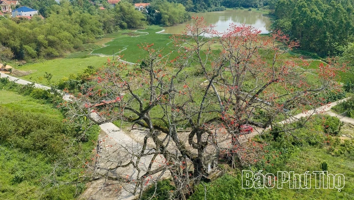 The Enchanting Red Silk Cotton Season in Son Dong