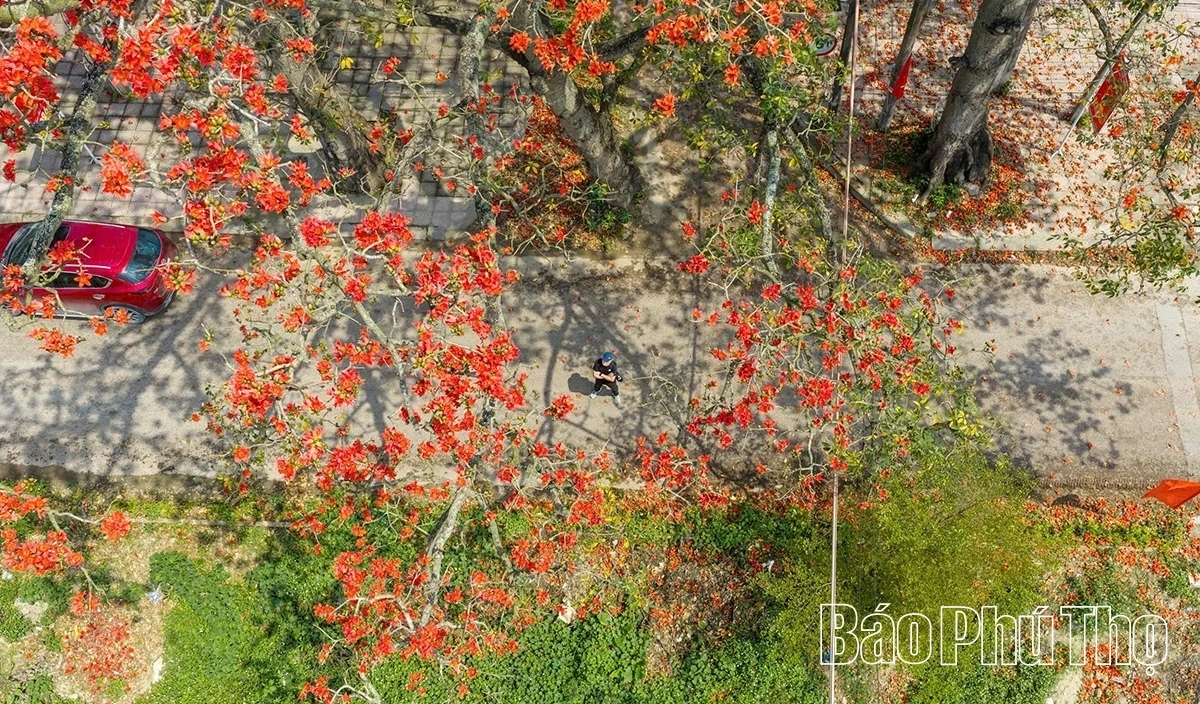 The Enchanting Red Silk Cotton Season in Son Dong
