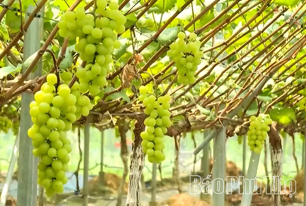 Rời phố về quê: Hành trình “đánh cược” và quả ngọt của chàng kỹ sư trẻ