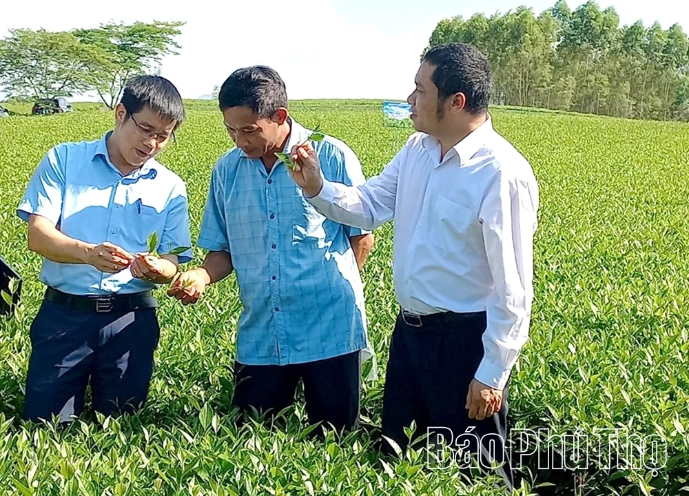 Sản xuất an toàn sinh học - Hướng đi bền vững cho ngành chè