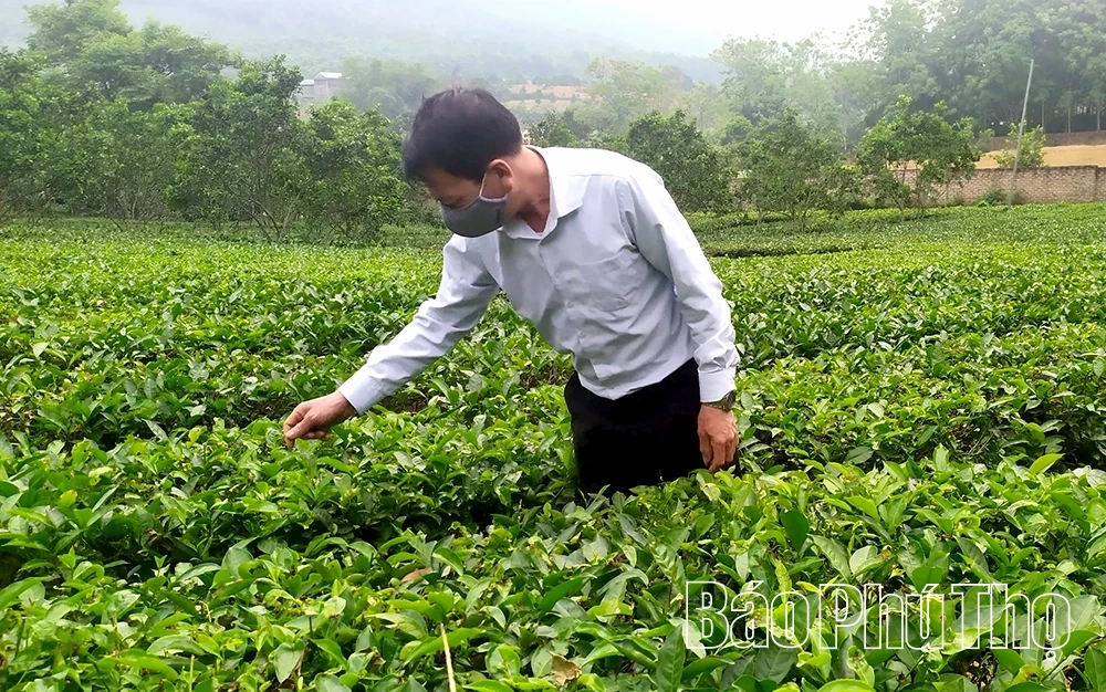 Sản xuất an toàn sinh học - Hướng đi bền vững cho ngành chè