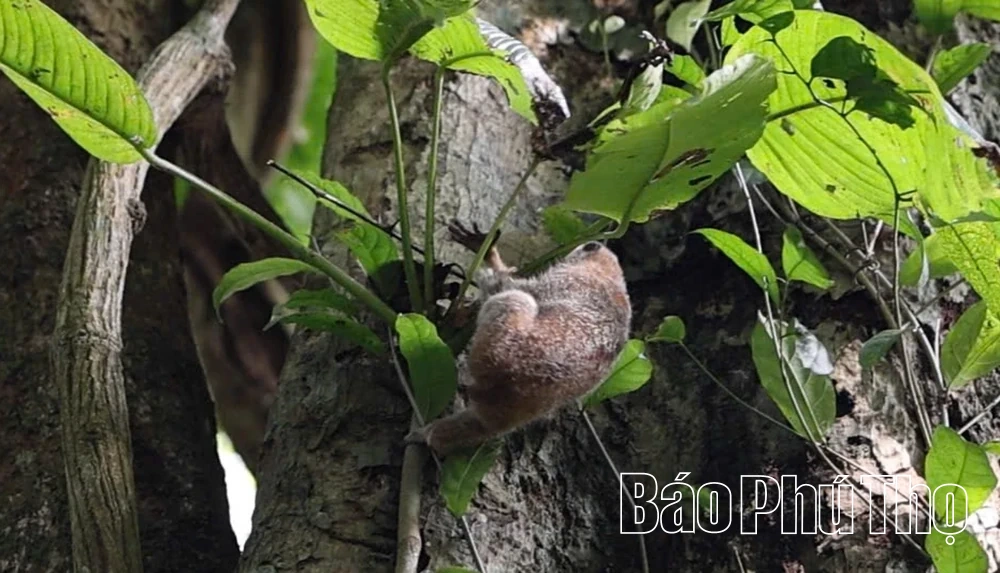 Thả động vật nguy cấp, quý, hiếm về tự nhiên