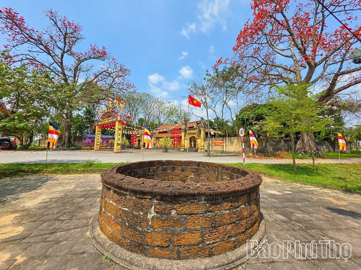 Mê mẩn mùa mộc miên ở Sơn Đông