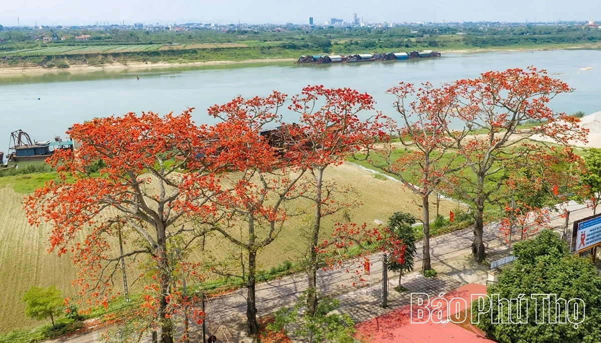 Mê mẩn mùa mộc miên ở Sơn Đông