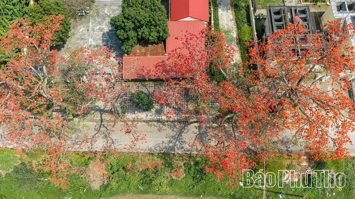 Mê mẩn mùa mộc miên ở Sơn Đông