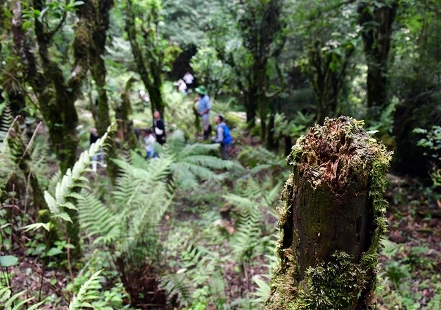 Chặt cành búp tím, bỏ quên Pà Cò