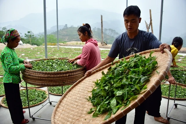 Chặt cành búp tím, bỏ quên Pà Cò