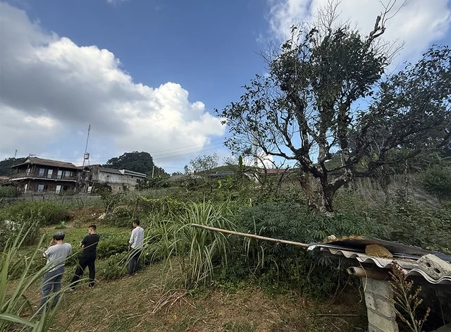 Chặt cành búp tím, bỏ quên Pà Cò