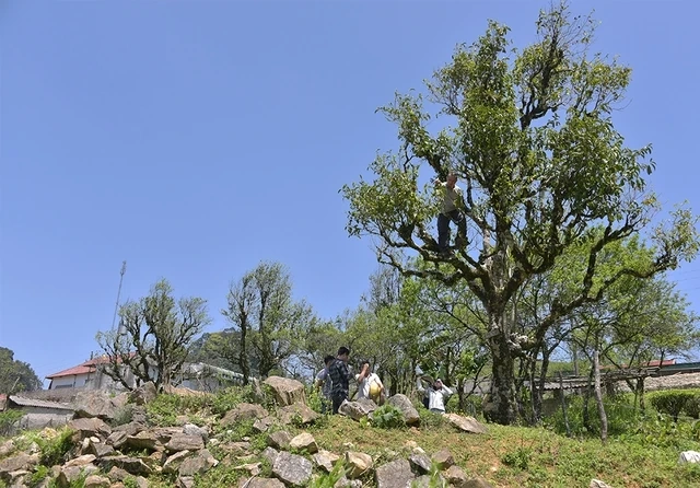 Chặt cành búp tím, bỏ quên Pà Cò