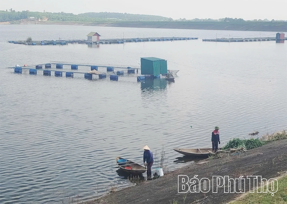 Phát triển bền vững nghề nuôi cá lồng