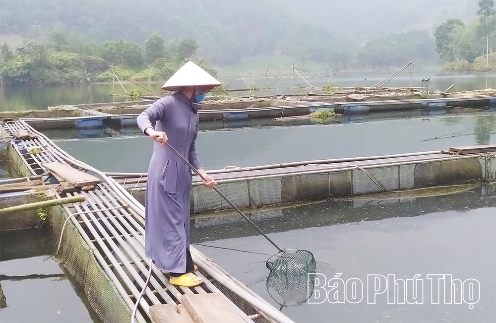 Phát triển bền vững nghề nuôi cá lồng