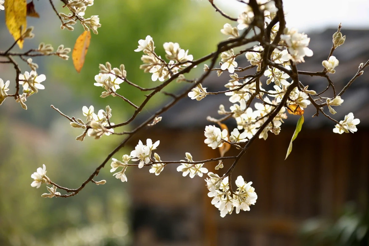 Hoa sơn tra nở trắng bản làng ở Sơn La