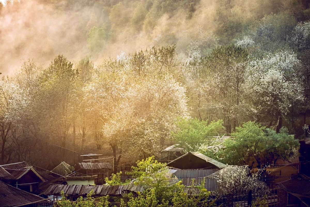 Hoa sơn tra nở trắng bản làng ở Sơn La