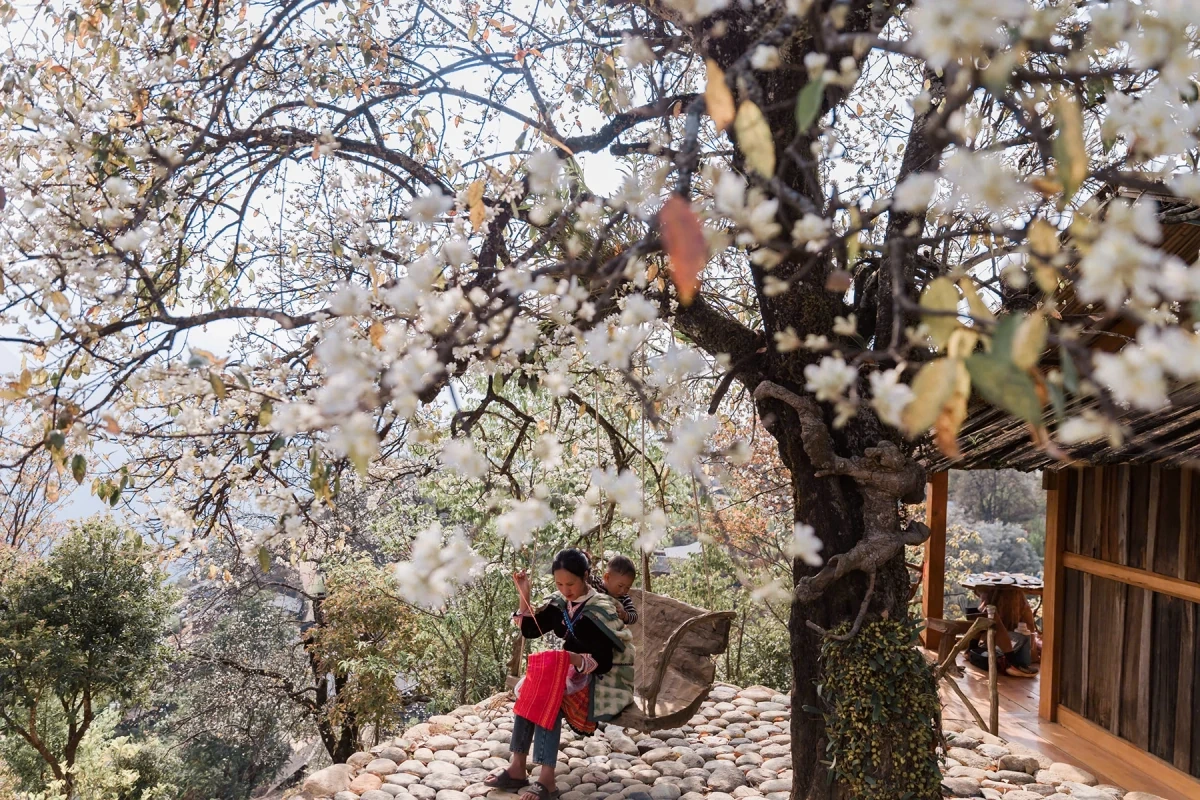 Hoa sơn tra nở trắng bản làng ở Sơn La