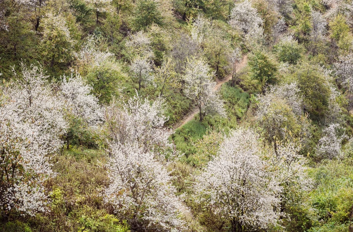 Hoa sơn tra nở trắng bản làng ở Sơn La