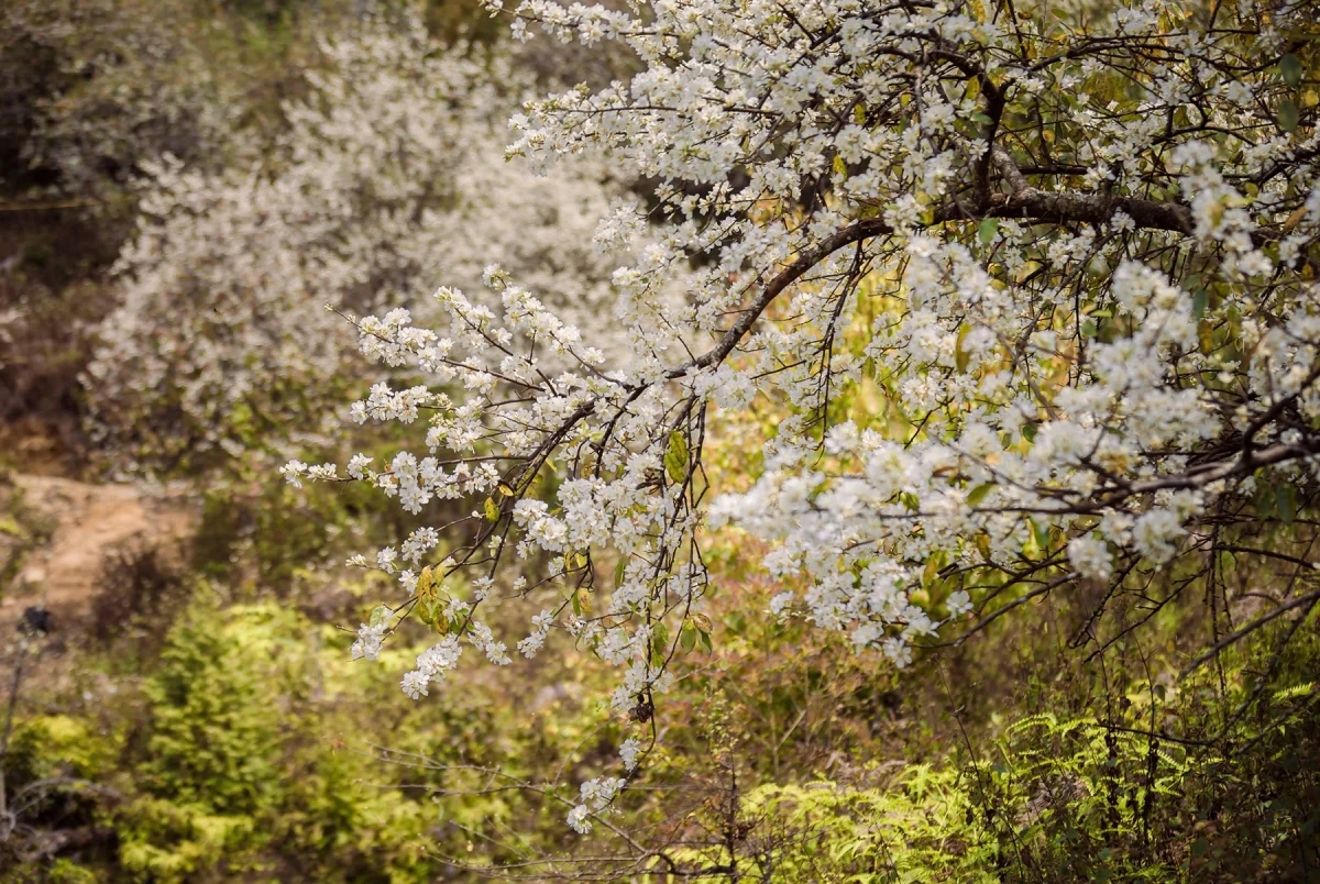 Hoa sơn tra nở trắng bản làng ở Sơn La