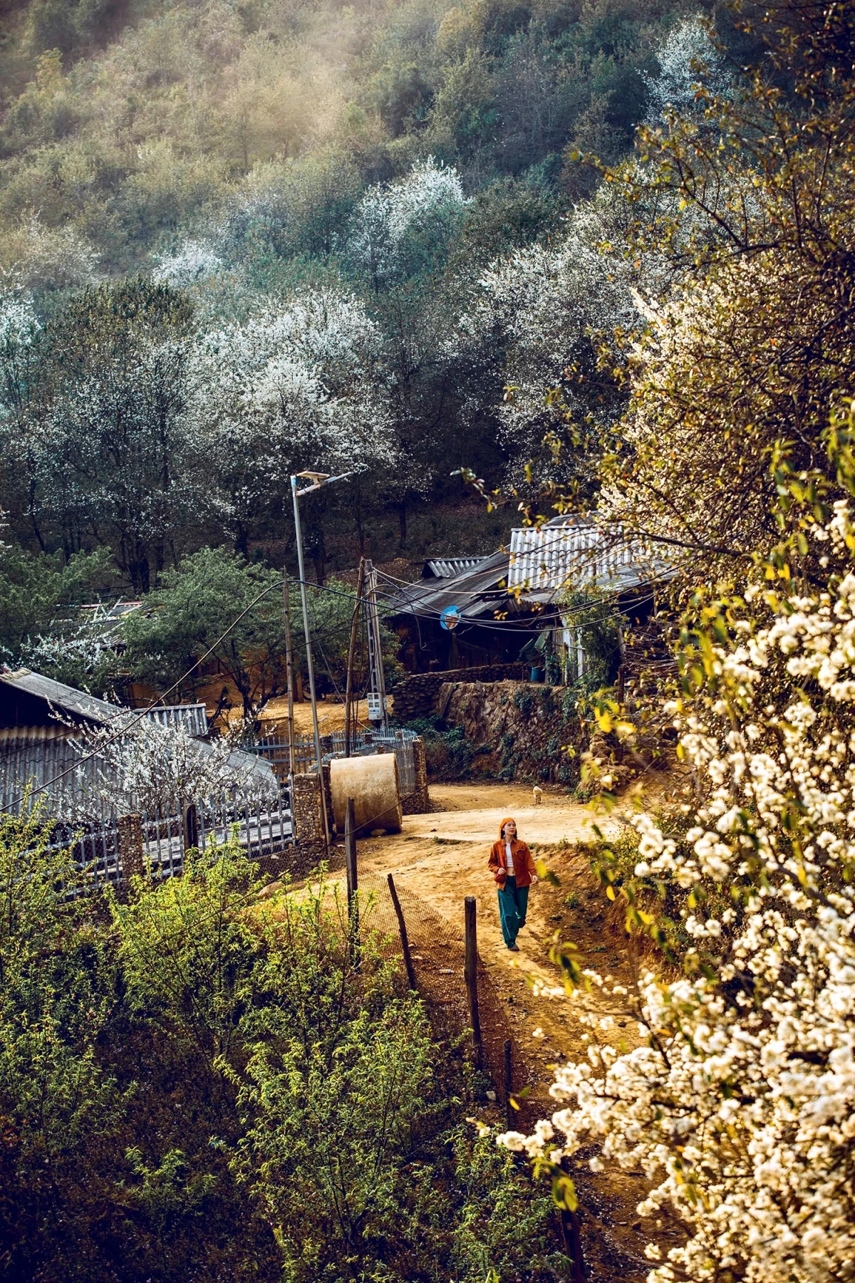 Hoa sơn tra nở trắng bản làng ở Sơn La