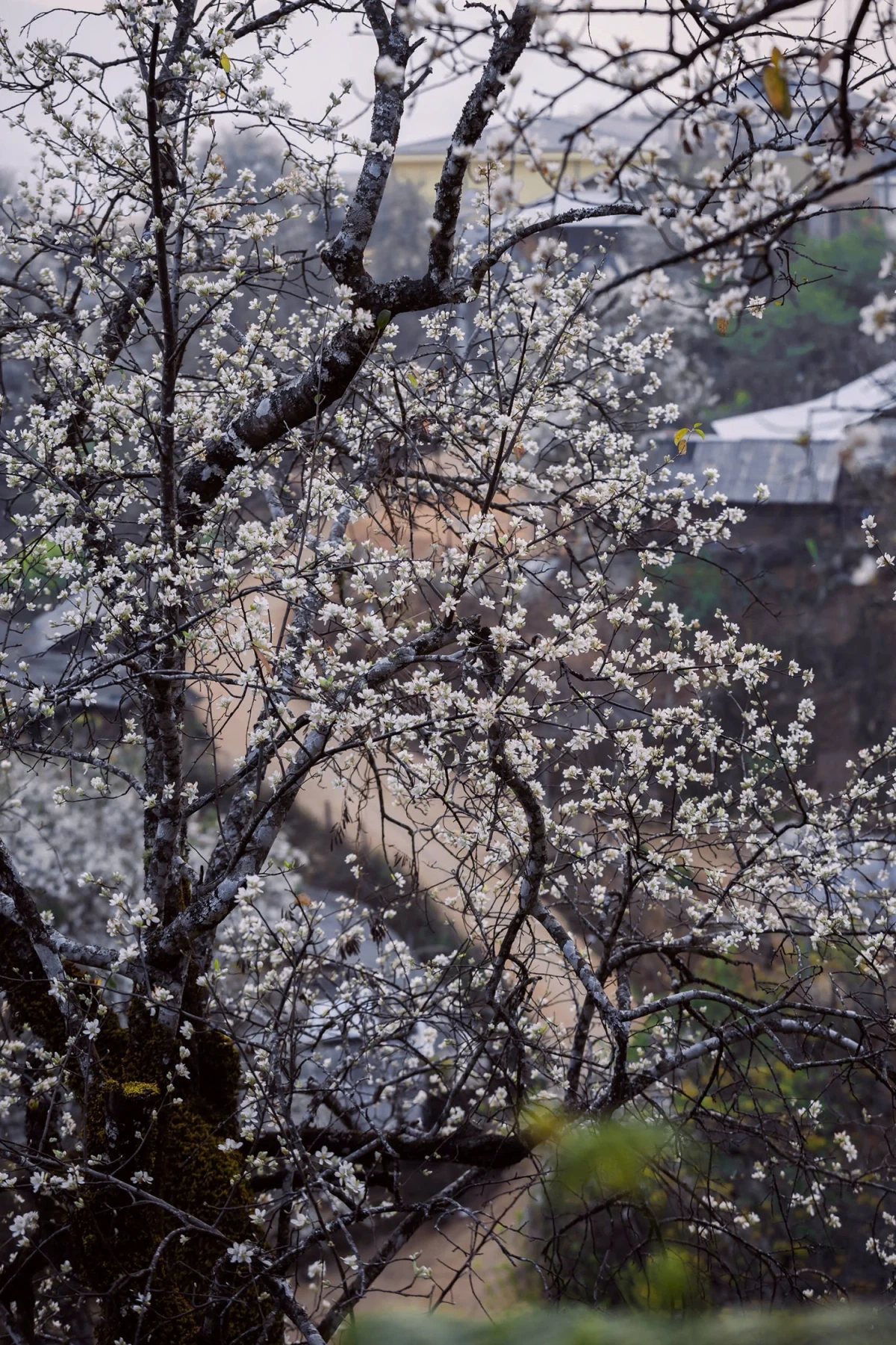 Hoa sơn tra nở trắng bản làng ở Sơn La