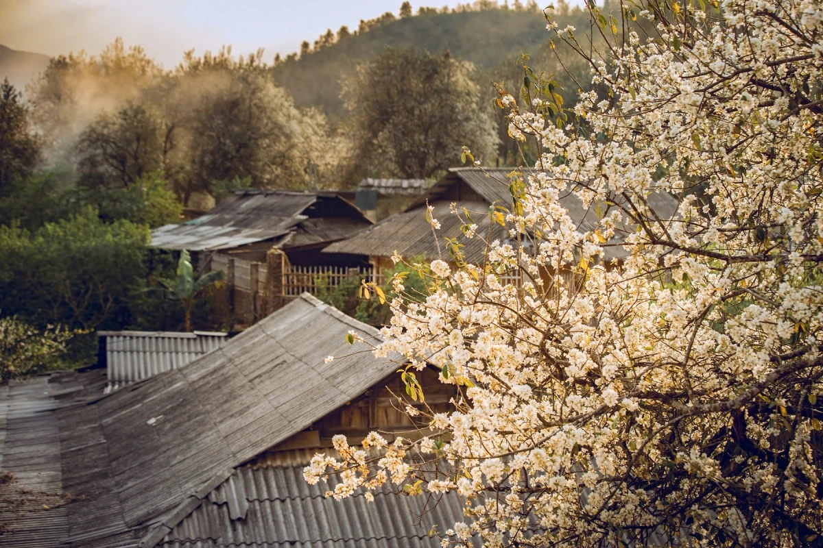 Hoa sơn tra nở trắng bản làng ở Sơn La