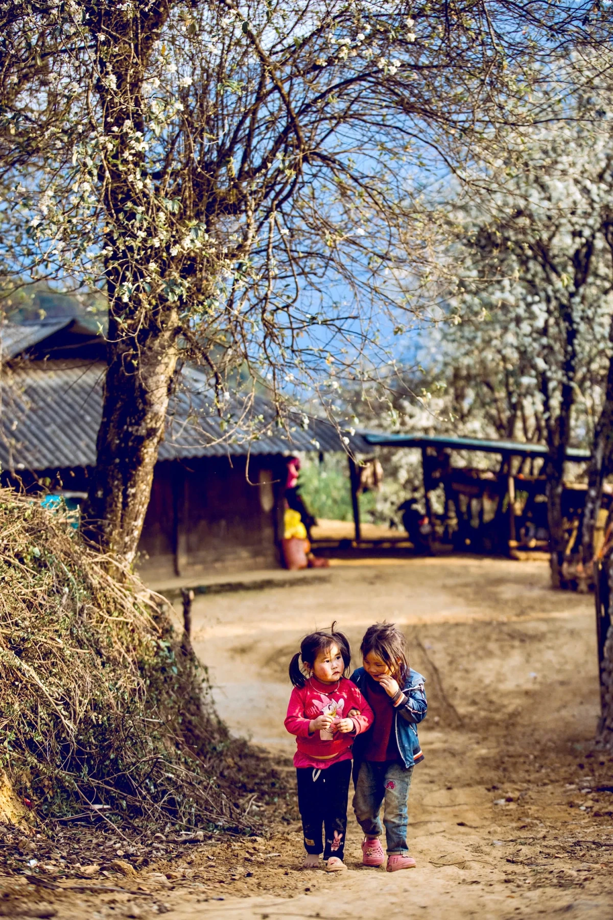 Hoa sơn tra nở trắng bản làng ở Sơn La