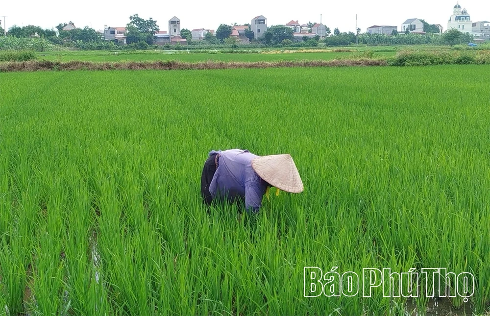 Phòng trừ sâu bệnh hại cây trồng vụ xuân