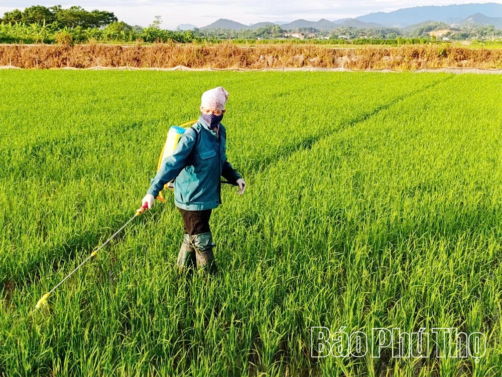 Phòng trừ sâu bệnh hại cây trồng vụ xuân