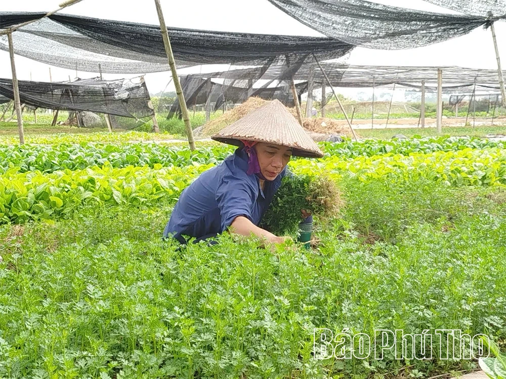 Phòng trừ sâu bệnh hại cây trồng vụ xuân