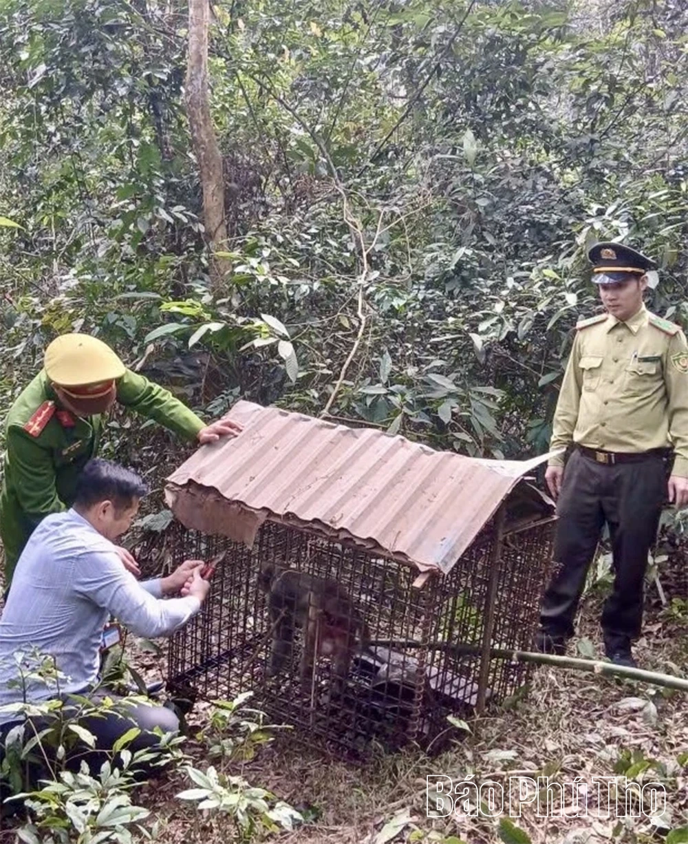 Tái thả cá thể khỉ mốc quý hiếm về rừng tự nhiên