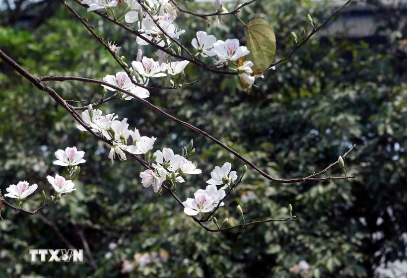 Những điểm đến đẹp nhất Việt Nam vào tháng Ba