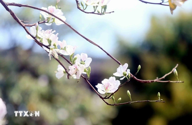 Những điểm đến đẹp nhất Việt Nam vào tháng Ba