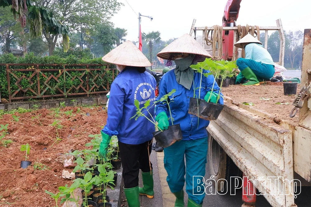 Trồng mới hơn 90.000 cây hoa hướng dương và cúc nhám phục vụ Lễ hội Đền Hùng