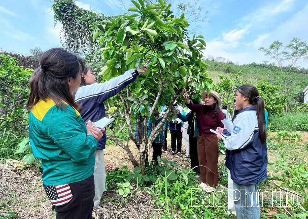Thúc đẩy đào tạo nghề cho lao động nông thôn