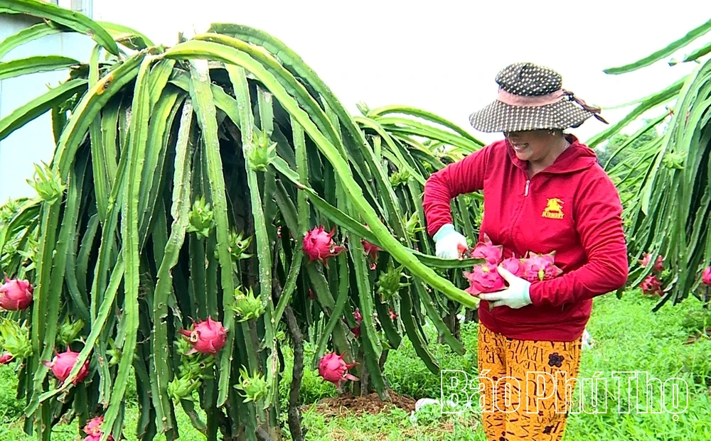Tam Sơn vững bước trên hành trình đổi mới