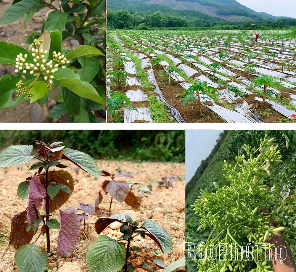 “Vị ngọt” quê hương