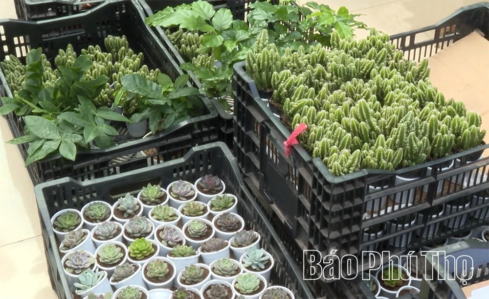 Đổi giấy lấy cây - Lan tỏa lối sống xanh từ trường học