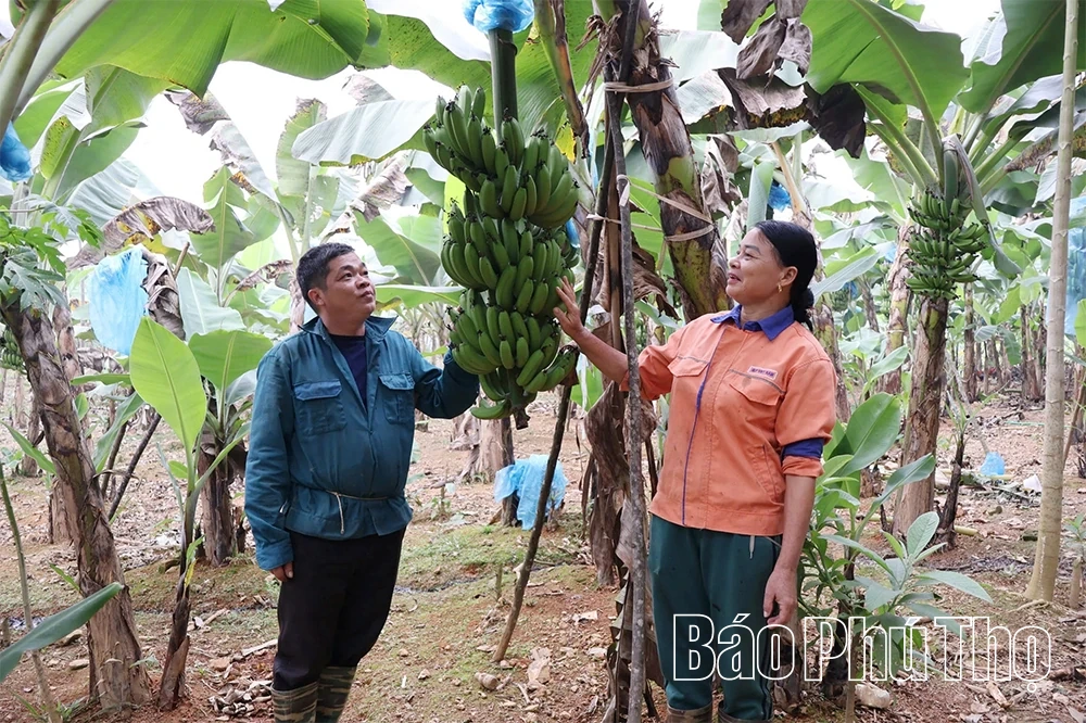 Cây chuối mở hướng phát triển kinh tế ở Lai Đồng