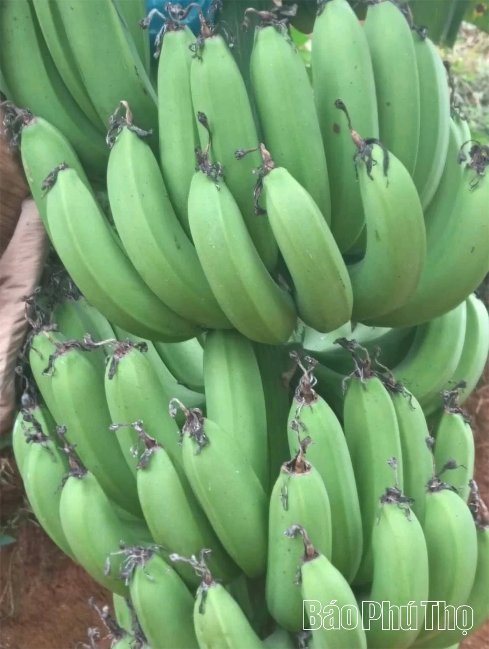 Cây chuối mở hướng phát triển kinh tế ở Lai Đồng