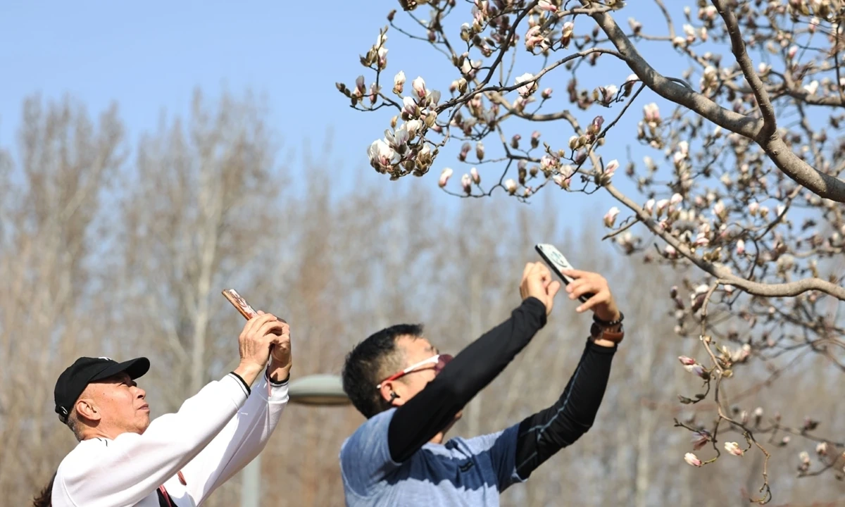 Hoa mộc lan nở rộ ở Bắc Kinh