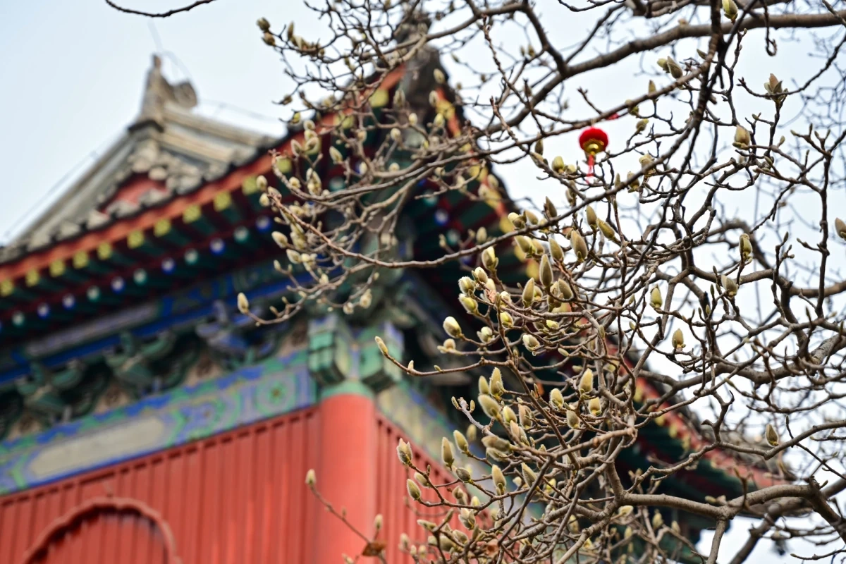 Hoa mộc lan nở rộ ở Bắc Kinh