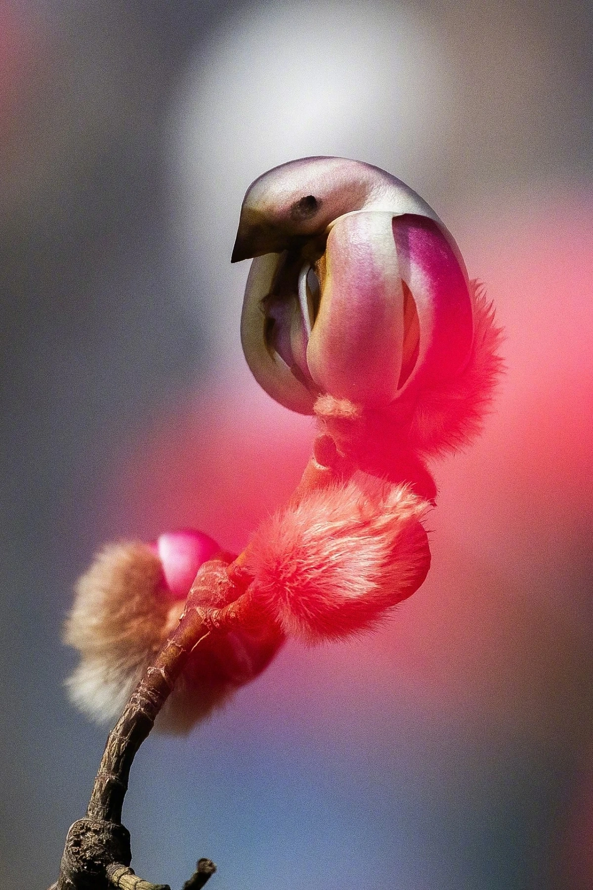 Hoa mộc lan nở rộ ở Bắc Kinh