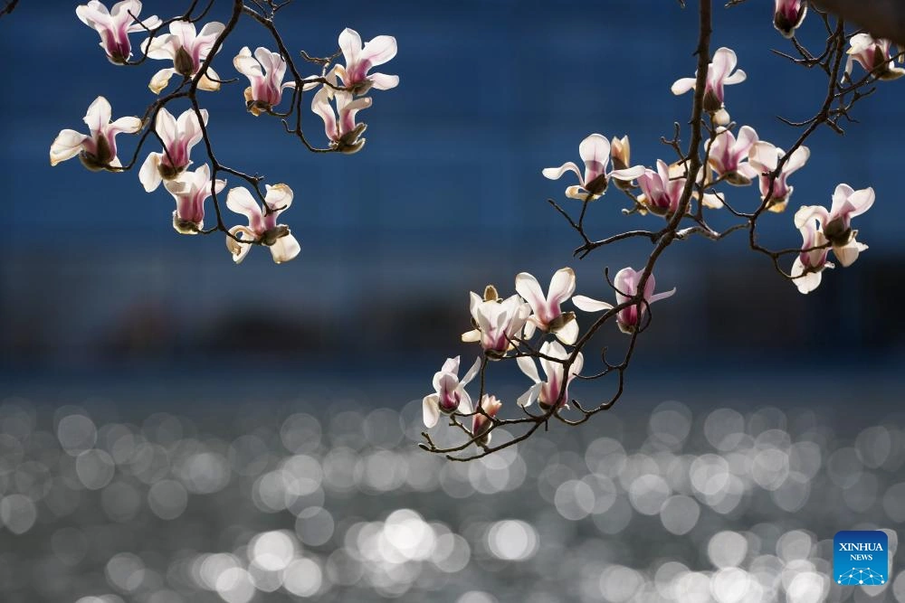 Hoa mộc lan nở rộ ở Bắc Kinh