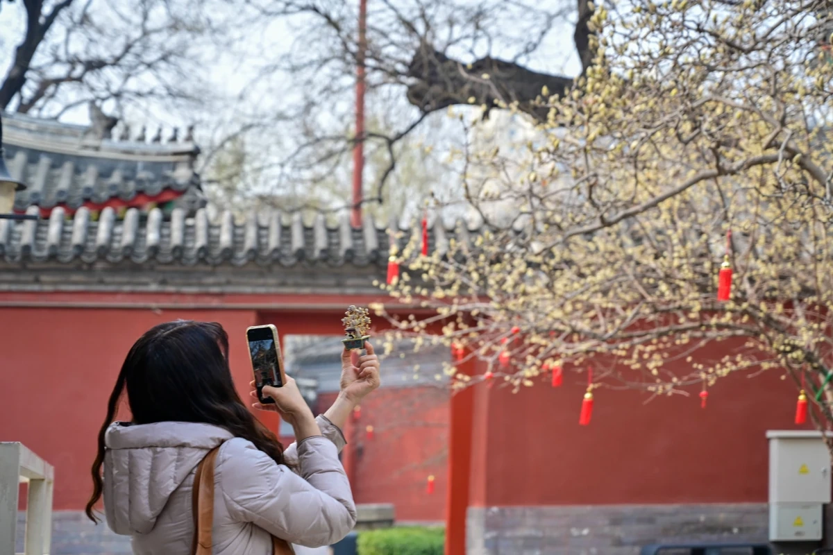 Hoa mộc lan nở rộ ở Bắc Kinh