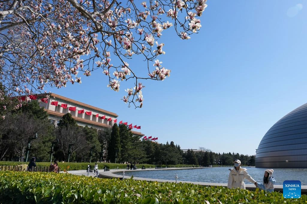 Hoa mộc lan nở rộ ở Bắc Kinh