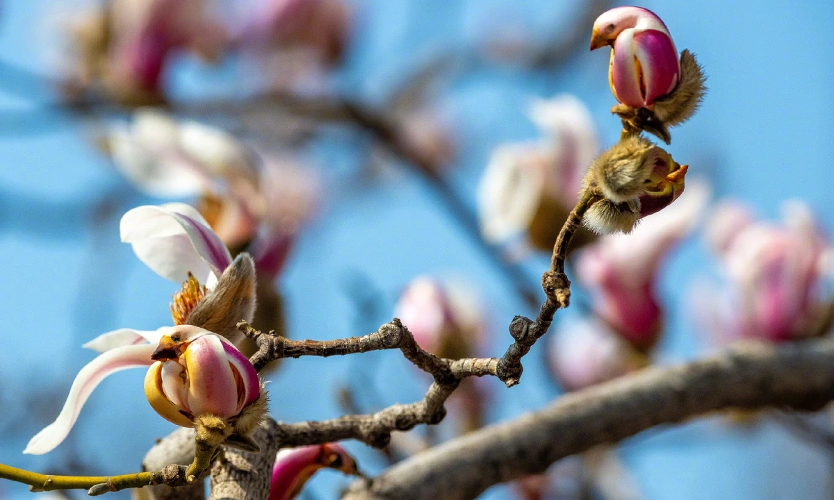 Hoa mộc lan nở rộ ở Bắc Kinh