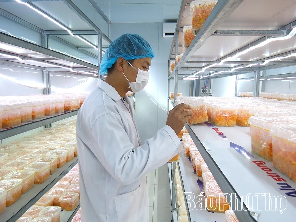 Phát huy sức trẻ khởi nghiệp trong thời kỳ mới