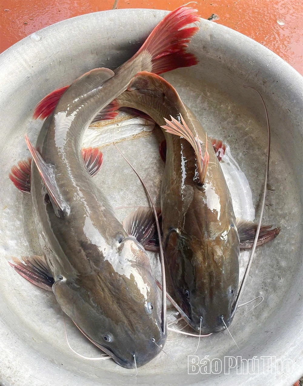 Những người “giữ hồn” sông