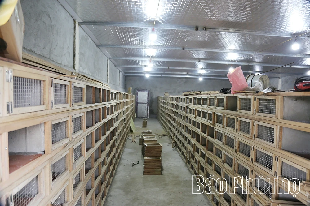 Người phụ nữ 30 năm “làm bạn” cùng rắn độc