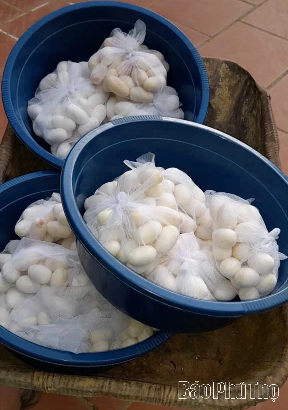 Người phụ nữ 30 năm “làm bạn” cùng rắn độc