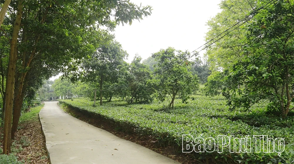 Người phụ nữ 30 năm “làm bạn” cùng rắn độc