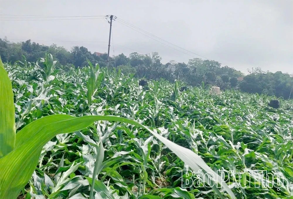 Khẩn trương khắc phục thiệt hại do dông, lốc gây ra